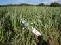 modellbau:easyglider:20100801alsdorf:dscn9599.jpg