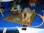 modellbau:misc:sinsheim09:dscn1315.jpg